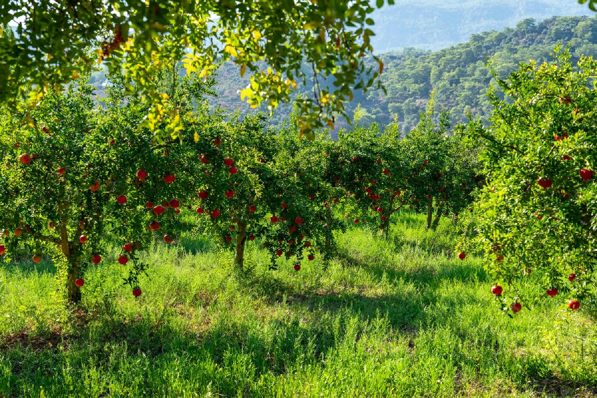 3 mosse fondamentali per chi vuole un frutteto sempre carico e pieno di vita
