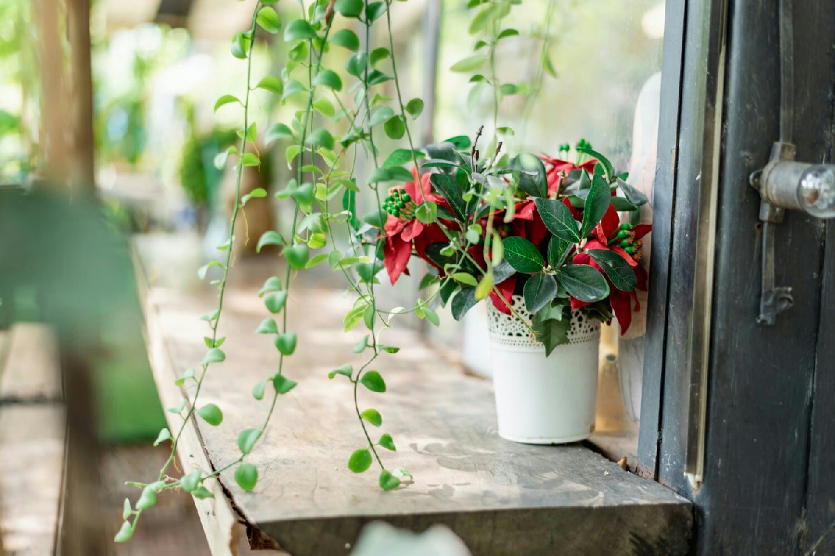 Il balcone si colora anche d'inverno: fiori resistenti per brillare nei mesi freddi