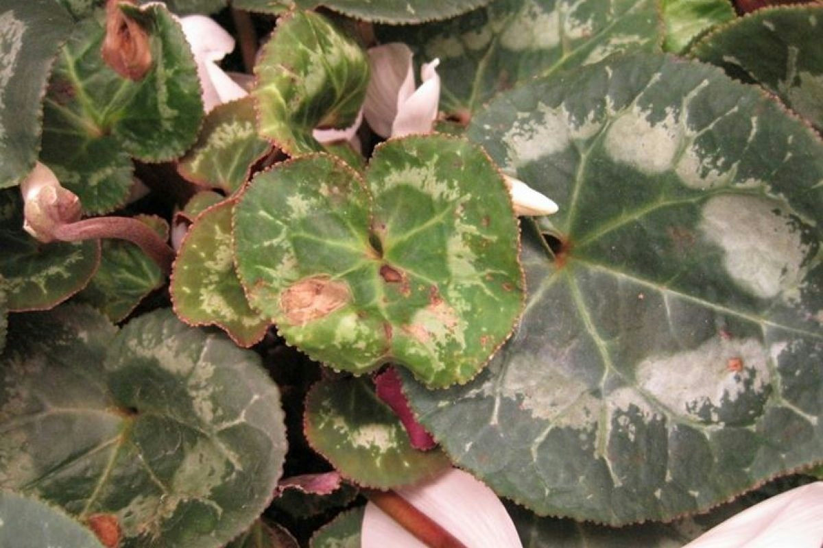 Foglie gialle sul ciclamino: consigli essenziali per annaffiare correttamente la pianta in casa