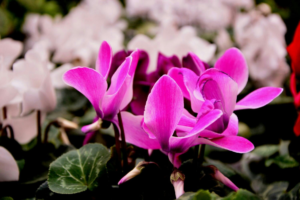 Foglie gialle sul ciclamino: consigli essenziali per annaffiare correttamente la pianta in casa