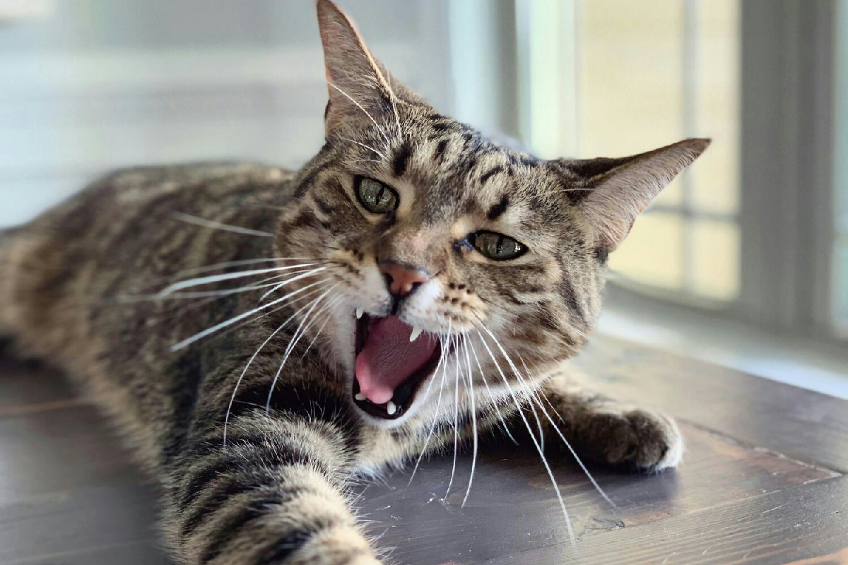 Gatto che miagola continuamente: segnali di un bisogno di attenzione particolare