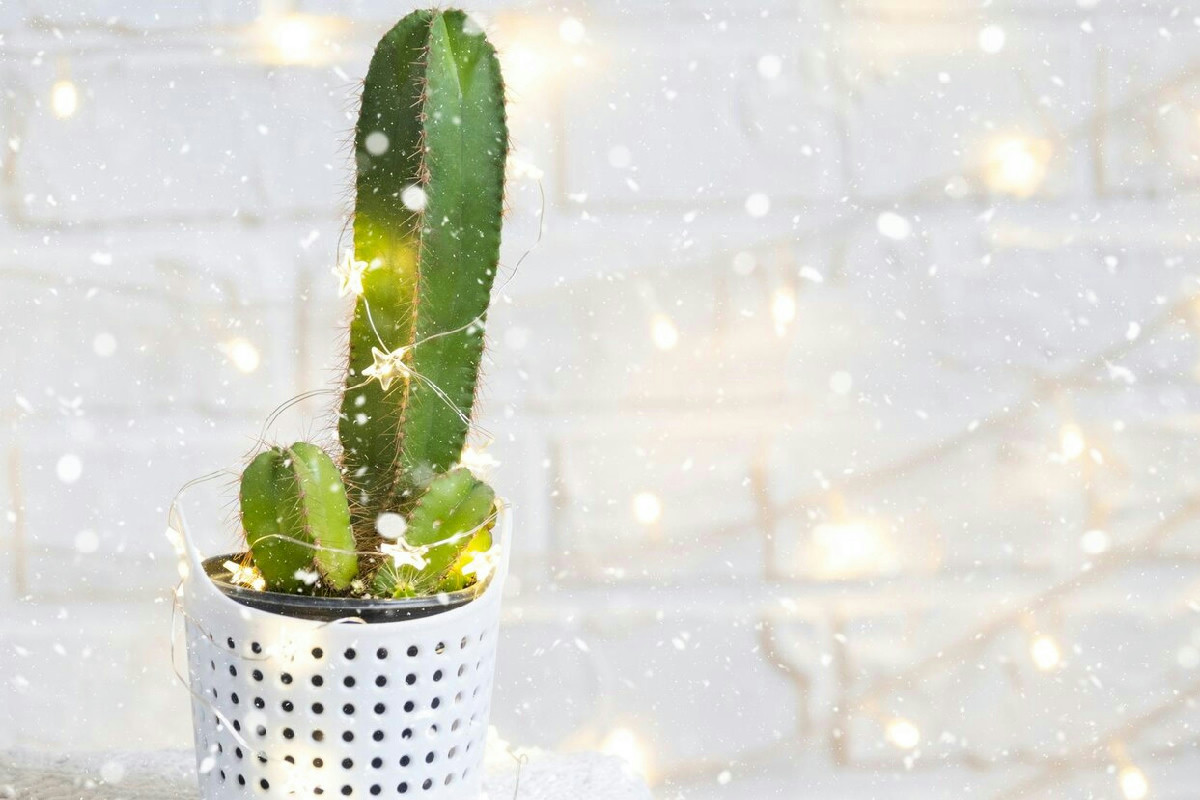 Quando allestire un albero di Natale con piante grasse per un’atmosfera originale e naturale in casa