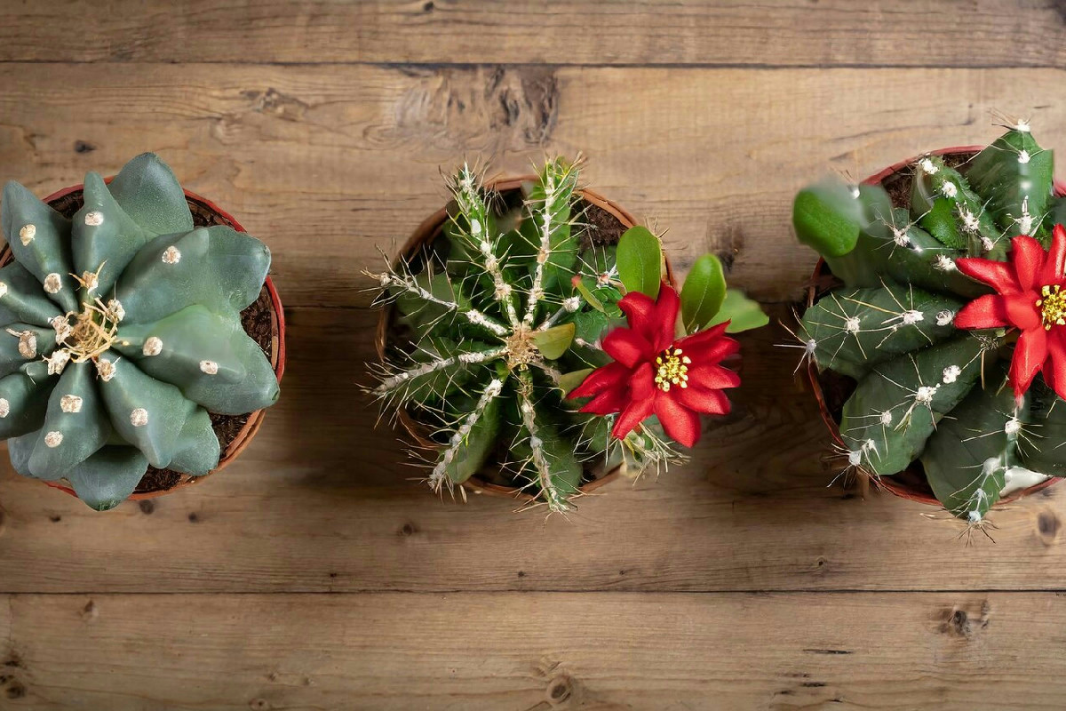 Quando allestire un albero di Natale con piante grasse per un’atmosfera originale e naturale in casa