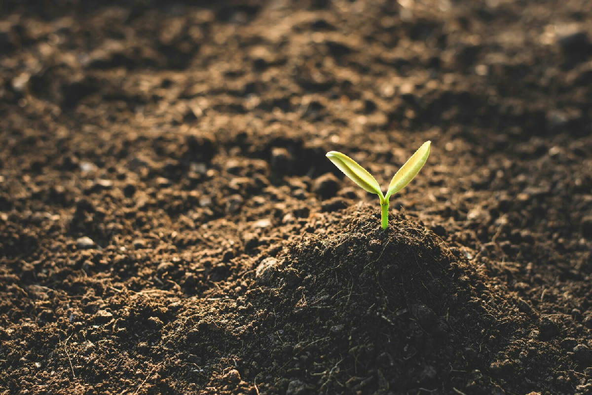 Il suolo impoverito minaccia la diversità delle specie naturali e altera gli equilibri dell’ambiente