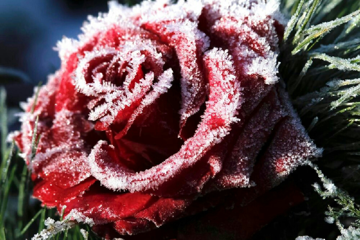 Trattamenti efficaci per mantenere le rose protette e rigogliose durante l’inverno