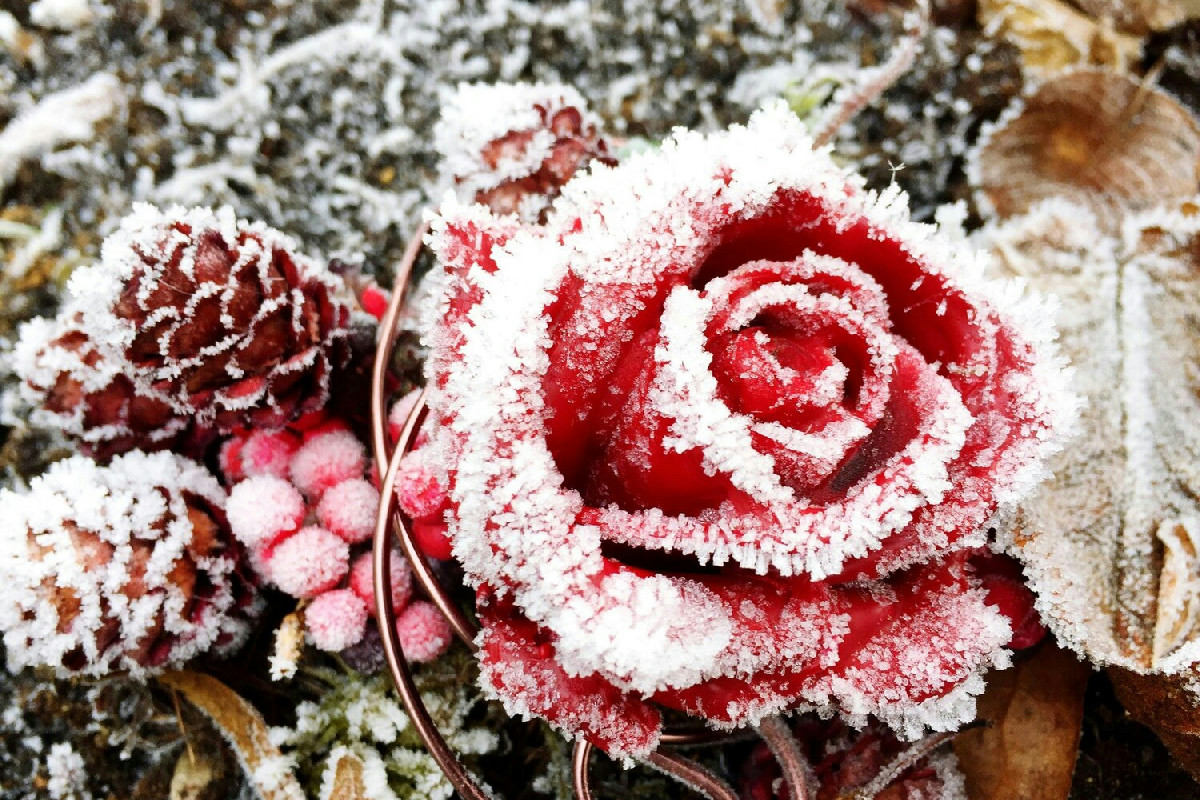 Trattamenti efficaci per mantenere le rose protette e rigogliose durante l’inverno